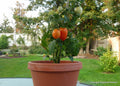 Roma Tomato Seeds - 20 Heirloom Seeds for Canning & Salads - Solanum lycopersicum - Container & Window Box Gardening