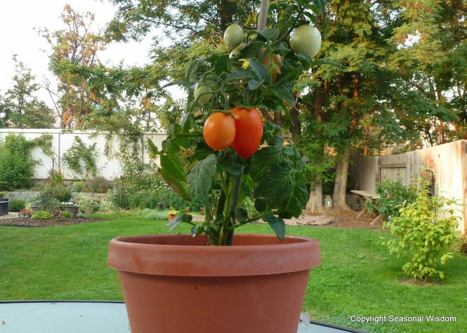 Roma Tomato Seeds - 20 Heirloom Seeds for Canning & Salads - Solanum lycopersicum - Container & Window Box Gardening