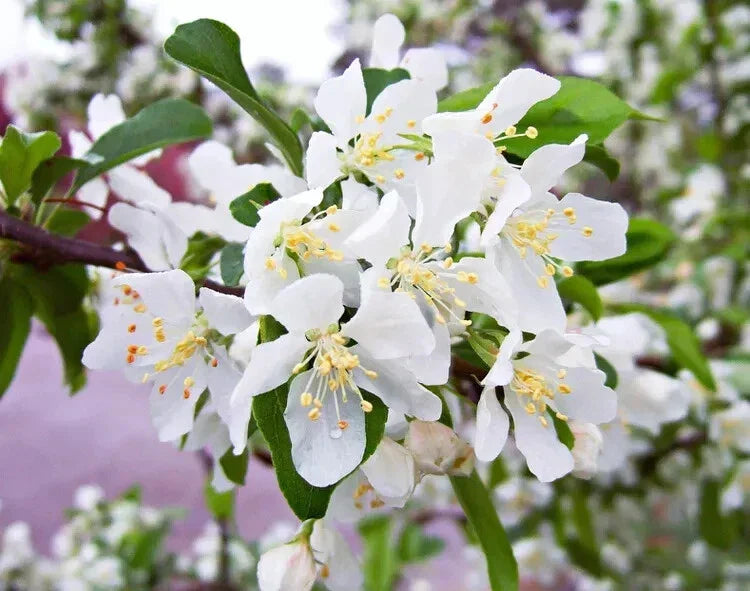 Red Jewel Crabapple Seeds, Planting Seeds, Malus 'Jewelcole' for Garden or Landscape