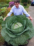 Giant Russian Cabbage Seeds Bulk 3000 Count - Brassica oleracea - Heirloom, Medicinal, Edible Leaves