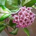 Hoya Carnosa Wax Plant Rooted Start - Variegated Cream & Green Leaves - Trailing Indoor Houseplant - Hoya carnosa