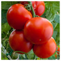Florida Tomato Seeds - Heirloom Non-GMO, Determinate, Solanum lycopersicum, Hot & Humid Climate Garden Seeds