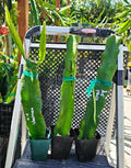 Rooted Dragon Fruit Cuttings - 12-16 Inches Long, 20+ Varieties, Hylocereus spp., Tropical Fruit Plant for Garden & Indoor Cultivation