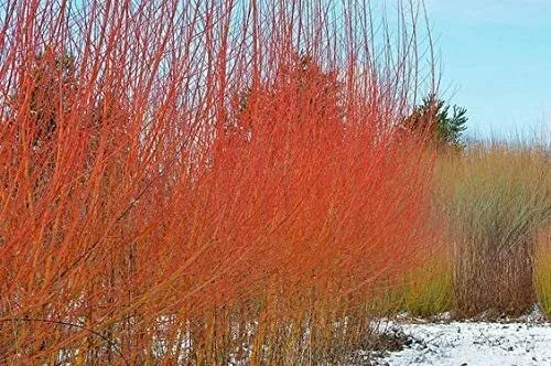 Flame Willow Trees 2 Pack - Vibrant Orange and Red Bark - Salix integra 'Flame' - Starter Plants for Garden Landscaping