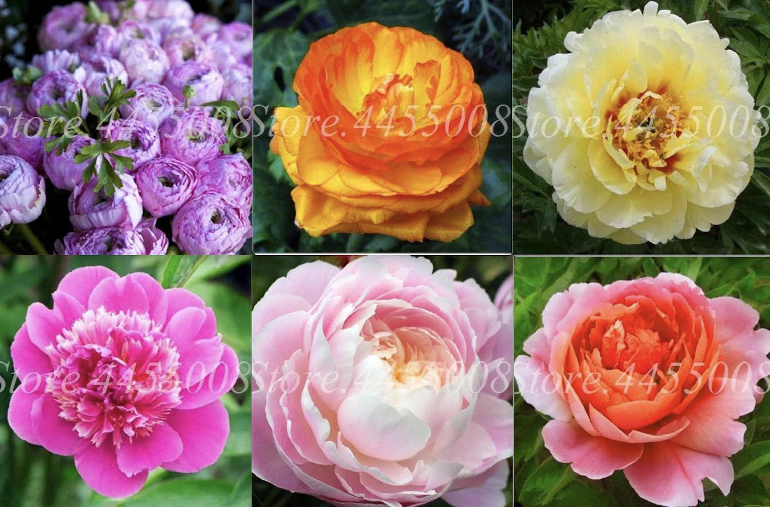 20 Peony Flower Seeds – Rare Exotic Garden Plant – Paeonia spp.