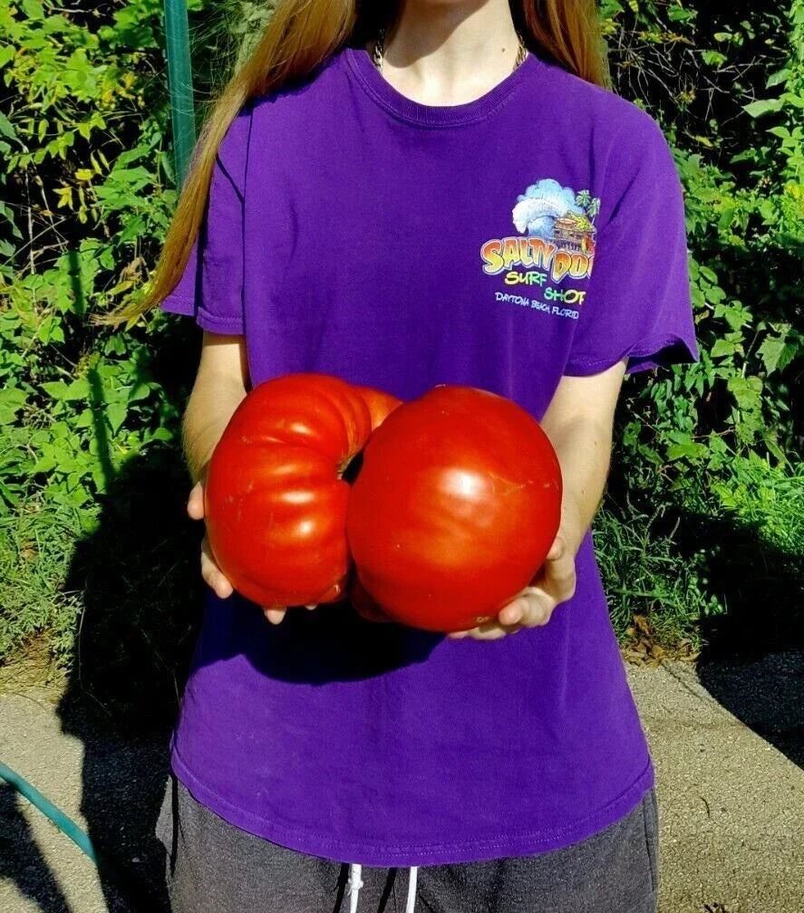 Big Zac Tomato Seeds - 30+ Count, Heirloom, Large Fruit, Solanum lycopersicum, Rare Giant Tomato Seeds