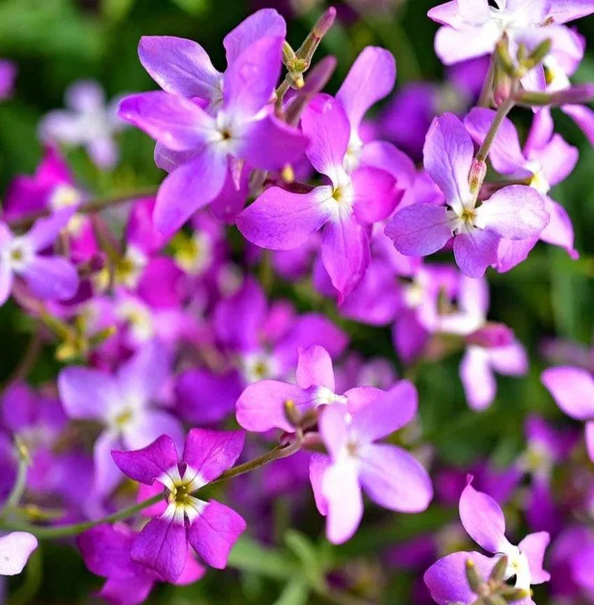 Evening Scented Stock Flower Seeds - 2000+ Annual Wildflower, Matthiola longipetala, Fragrant, Pollinator Attracting, Garden Seeds