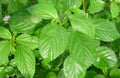 Molokhia Seeds - 100 Pack Egyptian Spinach Corchorus olitorius Saluyot Green Jute for Home Gardening