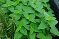 Catnip Seeds - 500+ Organic Nepeta cataria Herb Seeds for Cats - Indoor & Outdoor Gardening