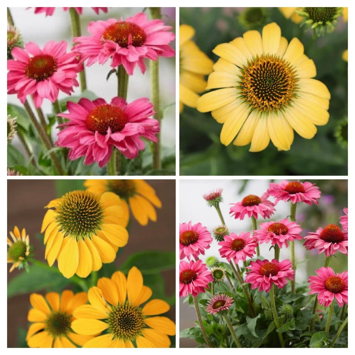 Echinacea Polly Pals Live Perennial Plant Plugs – 4 Baby Plants, Varieties: PollyNation Magenta & Yellow, Butterfly & Hummingbird Attracting