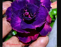 Desert Rose Seedling - Vietnamese Purple Adenium Obesum Rooted 4-6 Inches