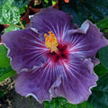 Purple Hibiscus Seeds - 20 Perennial Flower Seeds for Bright Purple Blooms - Hibiscus sabdariffa