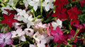 Tobacco Jasmine Seeds - 1000 Count Night Scented Fragrant Philadelphus spp. for Garden, Patio & Indoor