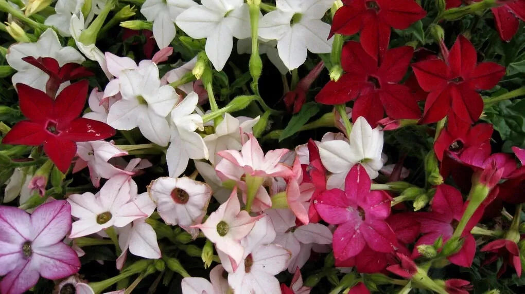 Tobacco Jasmine Seeds - 1000 Count Night Scented Fragrant Philadelphus spp. for Garden, Patio & Indoor