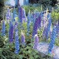 Blue Mix Delphinium Seeds - 200+ for Garden Planting - Delphinium elatum - Vibrant Flower Bed Seeds