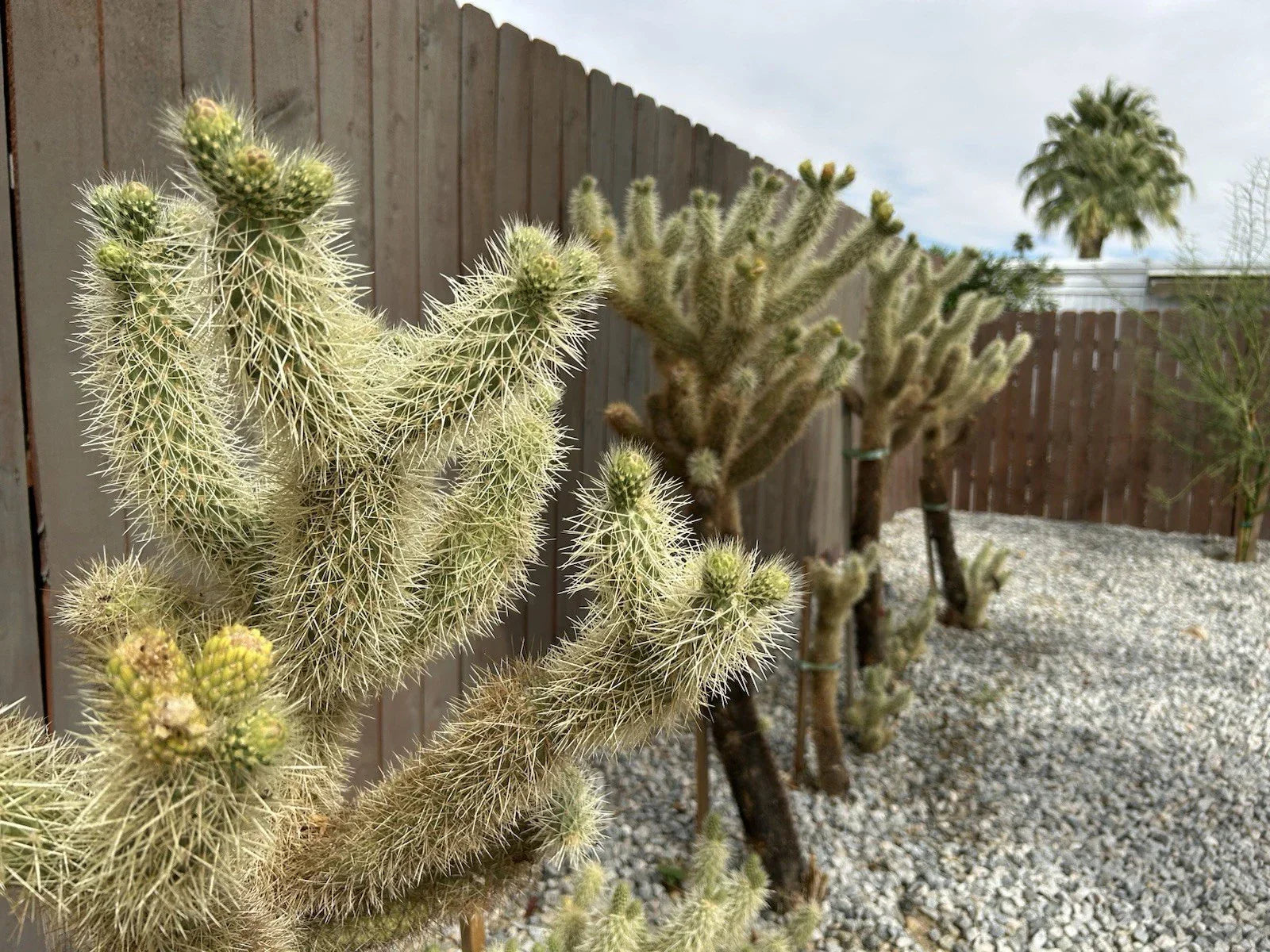 Live Teddybear Cholla Cuttings - Cylindropuntia Bigelovii - Indoor & Outdoor Drought-Tolerant Cactus - 3 Healthy Propagation Pieces