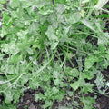 Wrinkled Crinkled Cress Seeds - Heirloom Non-GMO Lepidium sativum, Fast-Germinating, Organic Culinary Herb Seed Packet