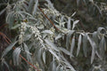 Russian Olive Tree Seeds - Elaeagnus angustifolia - Drought Tolerant, Fragrant Foliage, Hardy Deciduous Plant, Privacy Screen Seed Pack