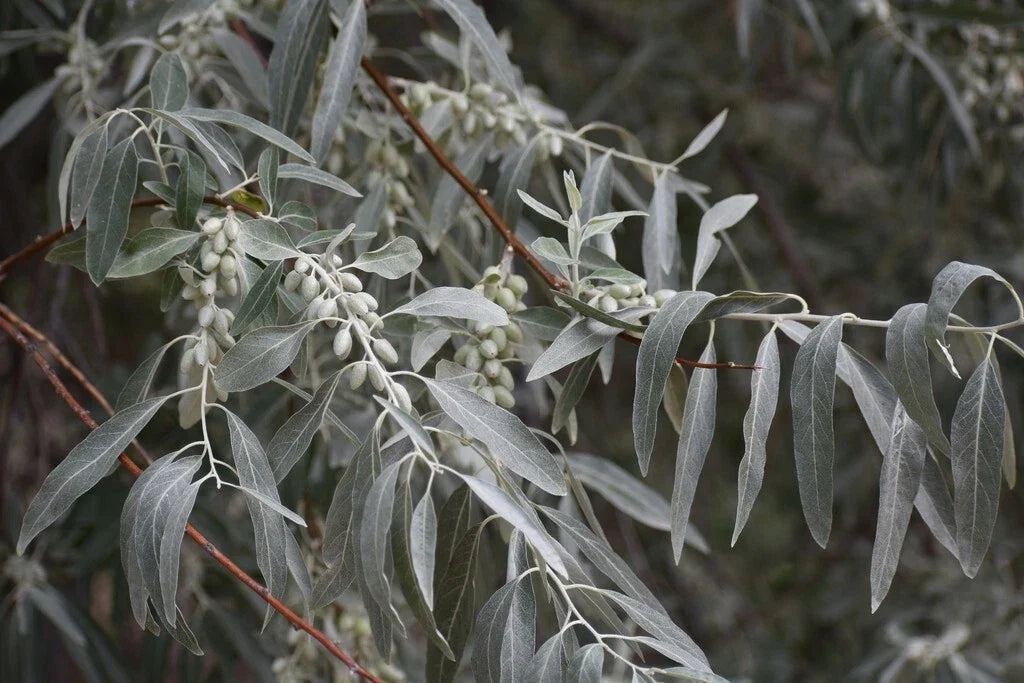Russian Olive Tree Seeds - Elaeagnus angustifolia - Drought Tolerant, Fragrant Foliage, Hardy Deciduous Plant, Privacy Screen Seed Pack
