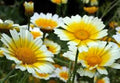 Garland Daisy Seeds Pack - Bright Yellow Flowers - Asteraceae - Easy to Grow Annual - 100+ Seeds for Borders & Containers