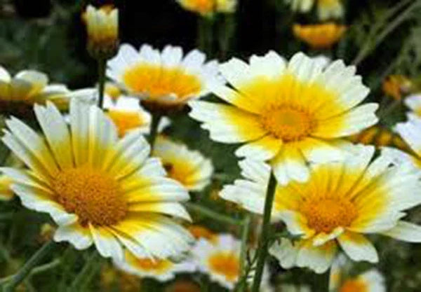 Garland Daisy Seeds Pack - Bright Yellow Flowers - Asteraceae - Easy to Grow Annual - 100+ Seeds for Borders & Containers