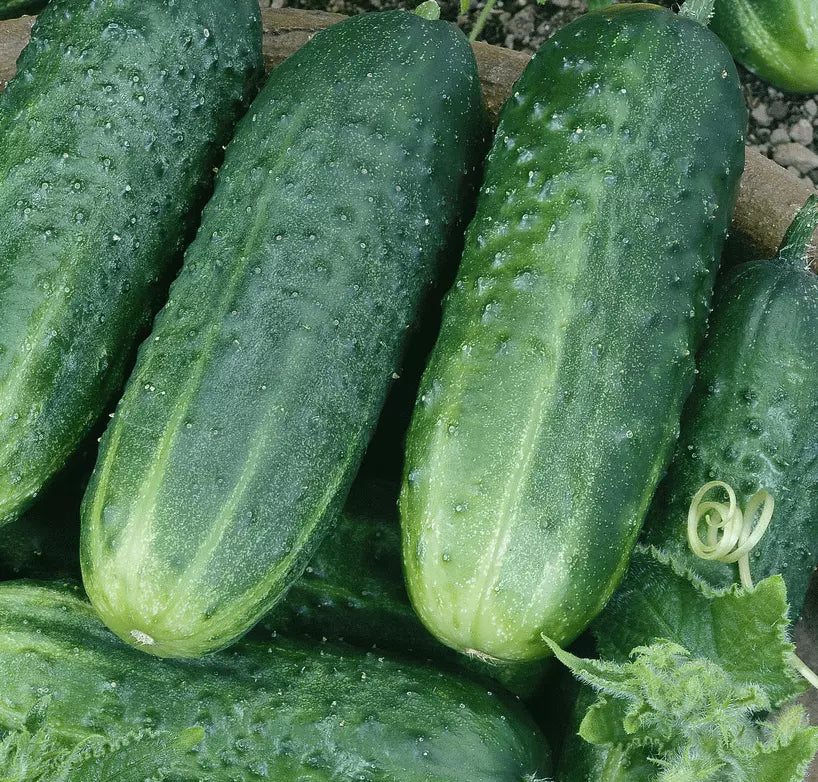 Carolina Cucumber Seeds 50+ Pack | Culinary Pickling Vegetables | Cucumis sativus | Easy to Grow, High Yield, Full Sun
