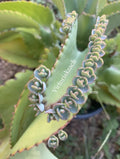 Kalanchoe Succulent Cuttings - Mother of Millions, Mexican Hat Plant, Easy Care Houseplant, Kalanchoe daigremontiana