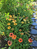 Echinacea Coneflower Plants - Cheyenne Spirit Variety - Perennials for Garden Borders & Pollinator Gardens
