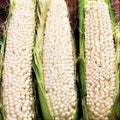 Country Gentleman Sweet White Corn Seeds | Heirloom Shoepeg Variety | Zea mays | Non-GMO, Heirloom Corn Seeds for Garden