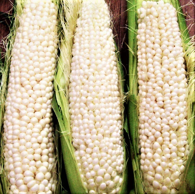 Country Gentleman Sweet White Corn Seeds | Heirloom Shoepeg Variety | Zea mays | Non-GMO, Heirloom Corn Seeds for Garden
