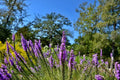 Prairie Blazing Star Seeds - 50+ Liatris pycnostachya Seeds for Planting, Native North American Perennial, Attracts Pollinators