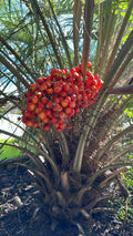 Pindo Palm Saplings 6-12in | Butia capitata Live Plants for Landscaping
