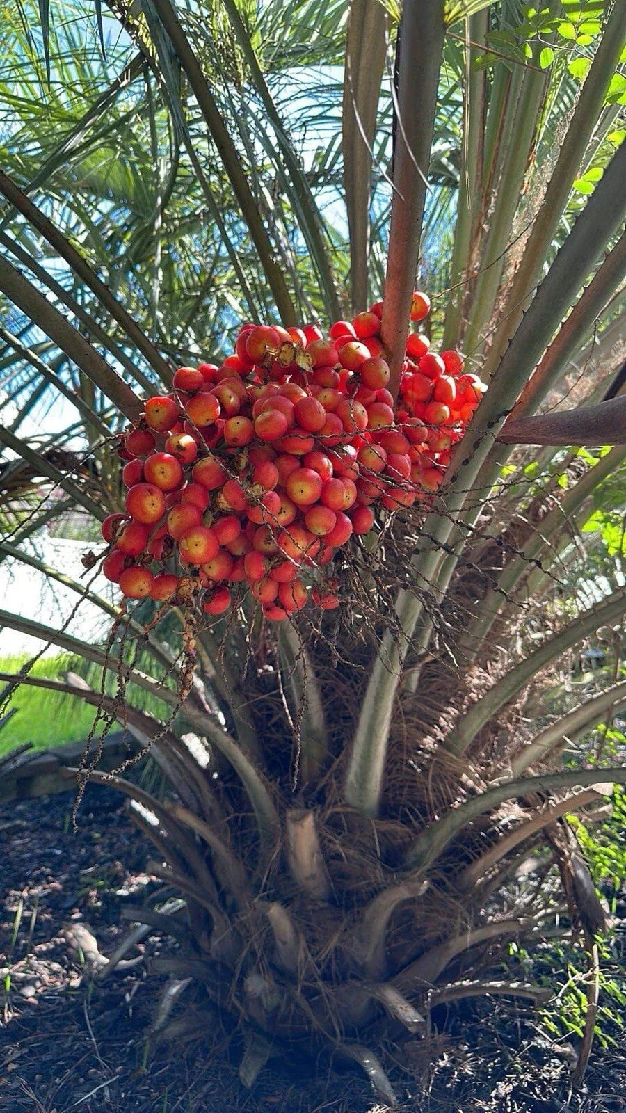 Pindo Palm Saplings 6-12in | Butia capitata Live Plants for Landscaping