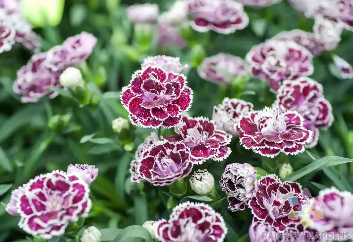 Coconut Punch Carnation Seeds - 200+ Dianthus caryophyllus Perennial Flower for Garden Beds & Borders