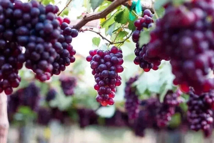 Sweet Red Grape Seeds - 20 Pack Vitis vinifera for Home Gardening, Fruit Production, Climbing Vine, USA Seller