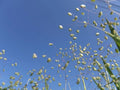 Little Quaking Grass Seeds - 100 Seeds Briza Minor Ornamental Grass for Garden & Landscape