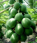 25+ Kamiya Papaya Seeds - Tropical Fruit Seeds for Gardening - Carica papaya - Fast Shipping USA