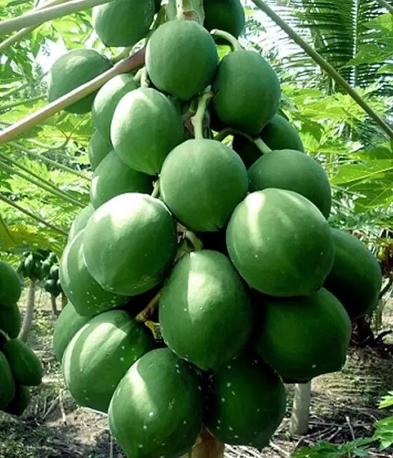 25+ Kamiya Papaya Seeds - Tropical Fruit Seeds for Gardening - Carica papaya - Fast Shipping USA