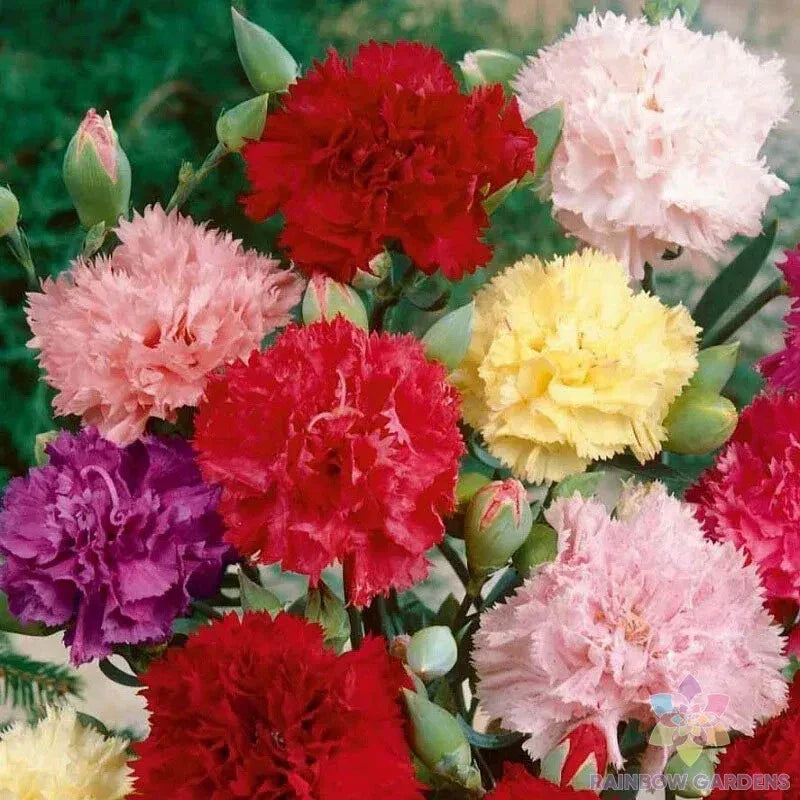 Chabaud Carnation Seeds - Over 200 Pack, Fragrant Dianthus caryophyllus, Garden Planting, Annual, Full Sun, Easy to Grow