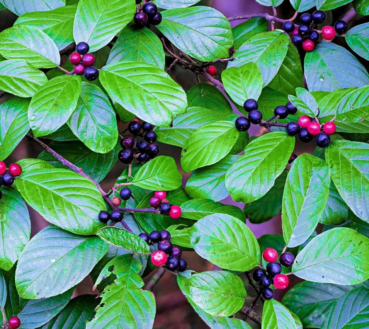 Carolina Buckthorn Seeds - 15 Pack - Native Indian Cherry Rhamnus caroliniana for Planting