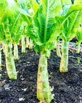 Chinese Lettuce Seeds - 50+ Apium graveolens Woju Wosum Celttuce for Salads & Stir-Fries, Non-GMO, USA Grown