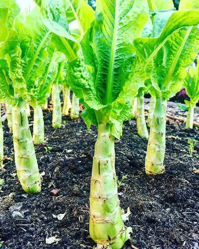 Chinese Lettuce Seeds - 50+ Apium graveolens Woju Wosum Celttuce for Salads & Stir-Fries, Non-GMO, USA Grown
