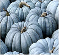Jarrahdale Blue Pumpkin Seeds 20 Pack Cucurbita Maxima Heirloom Blue-Grey Skin Edible & Ornamental
