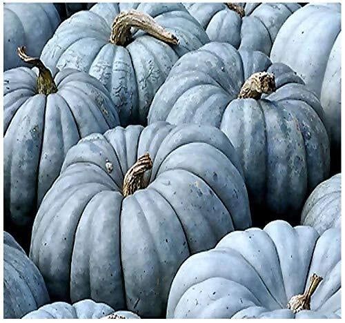 Jarrahdale Blue Pumpkin Seeds 20 Pack Cucurbita Maxima Heirloom Blue-Grey Skin Edible & Ornamental
