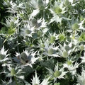 Eryngium giganteum 'Silver Ghost' Sea Holly Seeds - Drought-Tolerant Perennial with Silver Foliage, 10 Pack