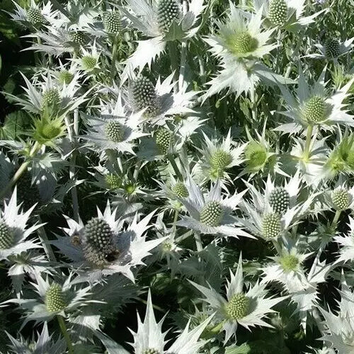 Eryngium giganteum 'Silver Ghost' Sea Holly Seeds - Drought-Tolerant Perennial with Silver Foliage, 10 Pack