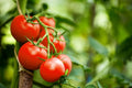 Moneymaker Tomato Seeds - Heirloom, Non-GMO, Old Reliable Variety, Solanum lycopersicum, High Yield, Full Sun, Garden or Container