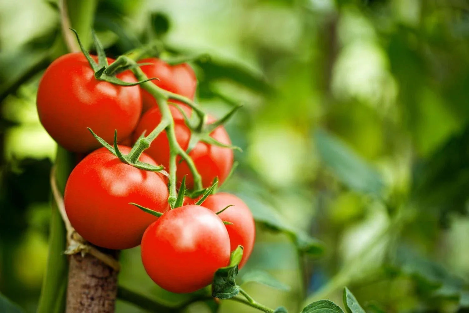 Moneymaker Tomato Seeds - Heirloom, Non-GMO, Old Reliable Variety, Solanum lycopersicum, High Yield, Full Sun, Garden or Container