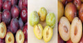 Emerald-Grenade Sweet Pluot Scions Triple Pack - 15 Grafted Prunus Domestica x Salicina Fruit Tree Cuttings