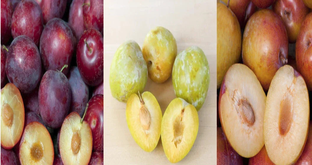 Emerald-Grenade Sweet Pluot Scions Triple Pack - 15 Grafted Prunus Domestica x Salicina Fruit Tree Cuttings